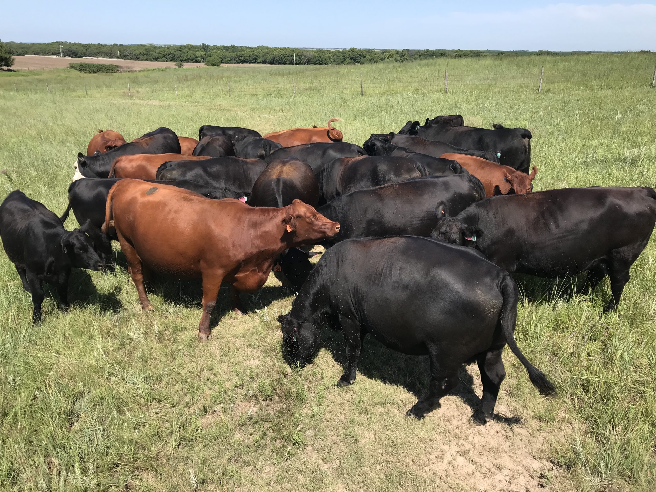 Livestock Risk Protection (LRP) Pfizenmaier Crop Insurance Kansas